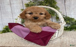 Doxiepoo dogs for sale: Dena - Image 1