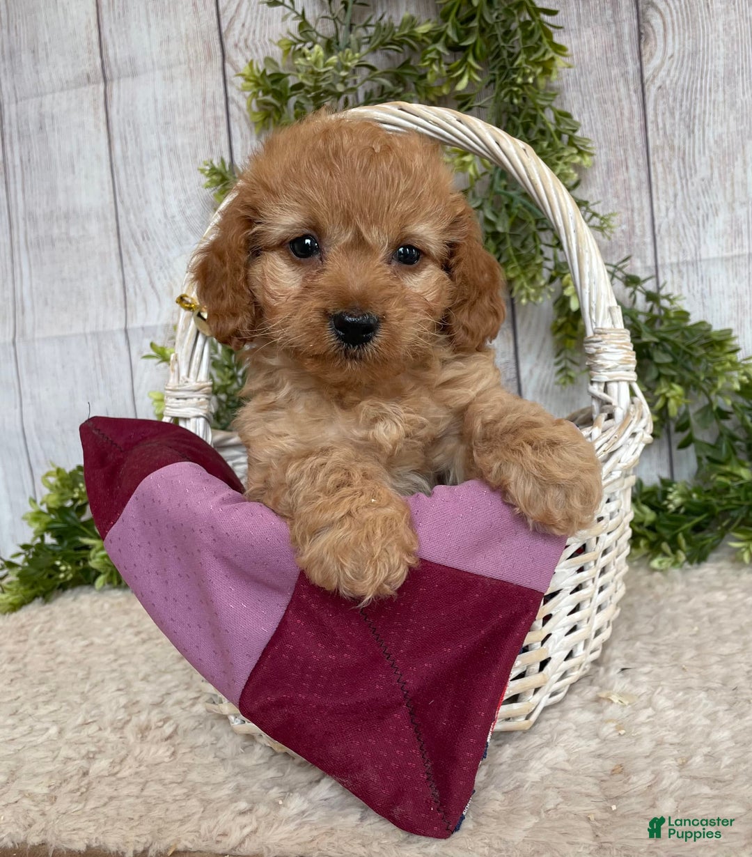 Doxiepoo dogs for sale: Dena - Image 1