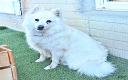 American Eskimo dogs for sale: Spunky - Image 7