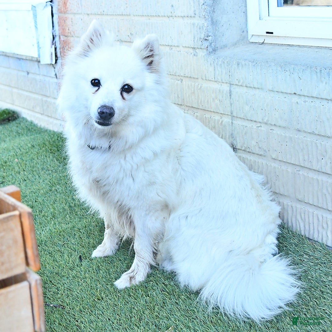 American Eskimo dogs for sale: Spunky - Image 7