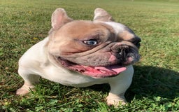 French Bulldog dogs for sale: Mr Biggs - Image 9