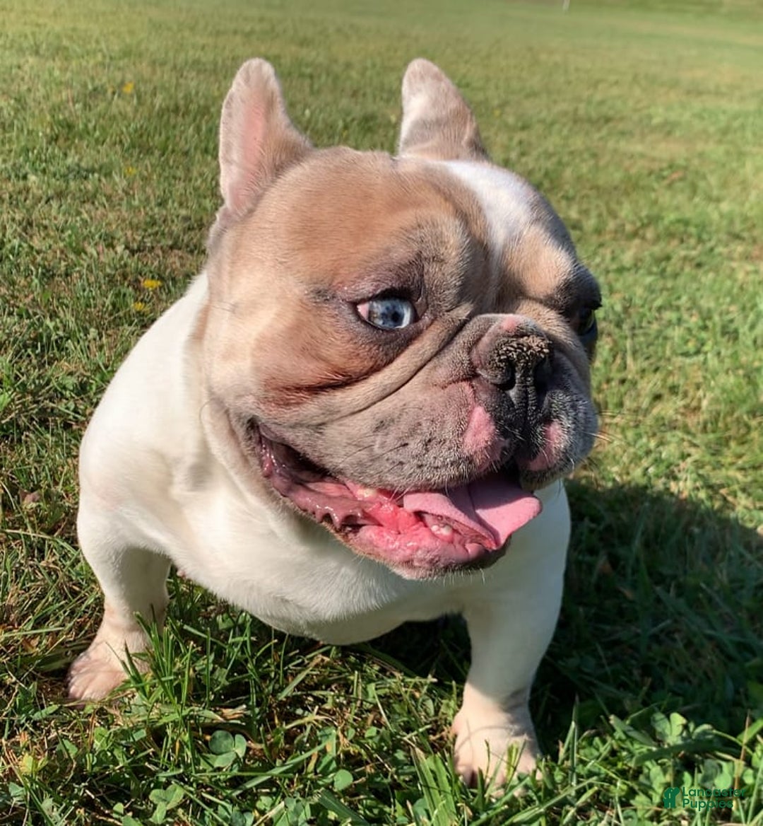 French Bulldog dogs for sale: Mr Biggs - Image 9