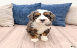 Mini Bernedoodle dogs for sale: Benson - Image 9