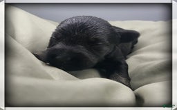 Miniature Schnauzer dogs for sale: River - Image 1