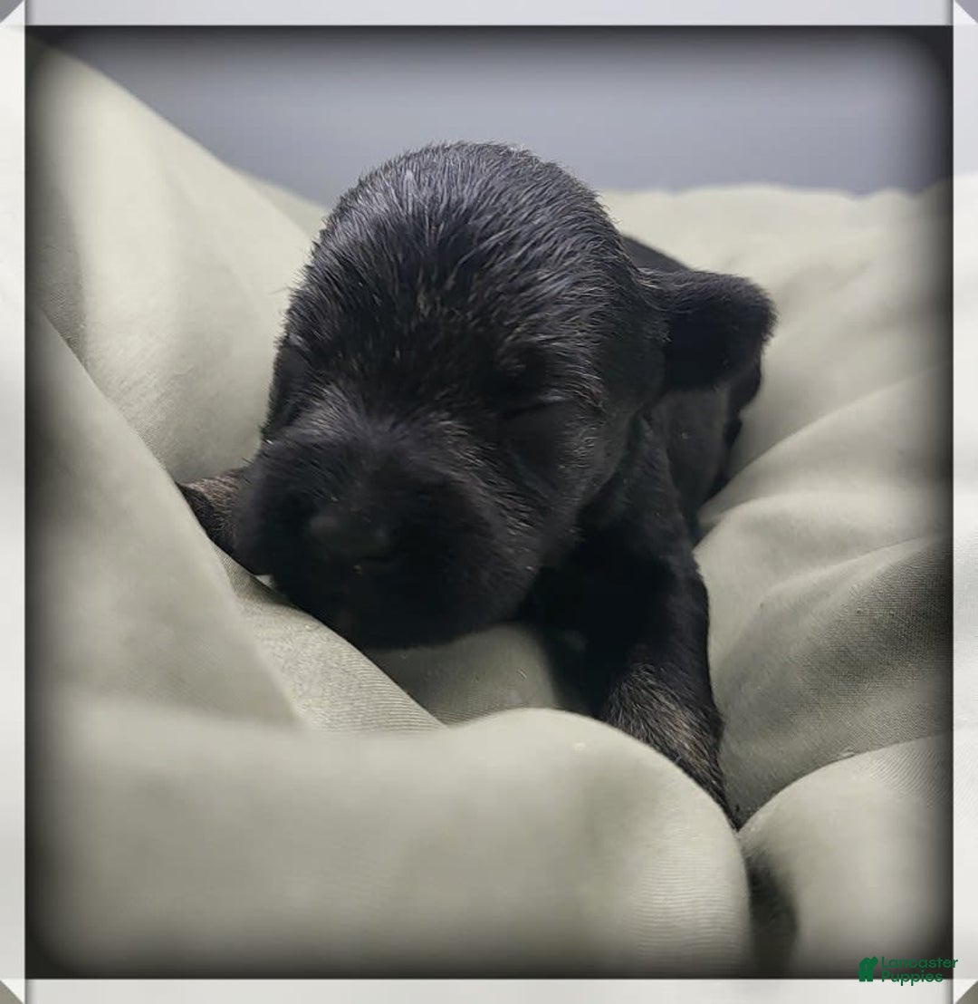 Miniature Schnauzer dogs for sale: River - Image 1