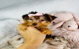 Yorkshire Terrier dogs for sale: Yada - Image 1