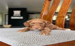 Cavapoo dogs for sale: Reece - Image 2