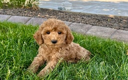 Cockapoo dogs for sale: Howie - Image 9