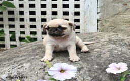 Pug dogs for sale: Beauty - Image 3