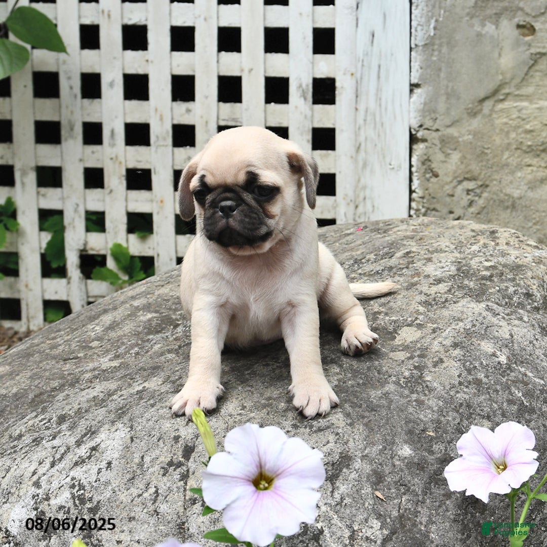 Pug dogs for sale: Beauty - Image 3