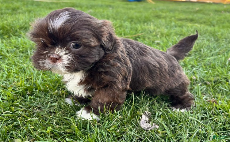 Shih Tzu dogs for sale - Ad 4