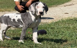 Great Dane dogs for sale: Great Dane 4 puppies - Image 17