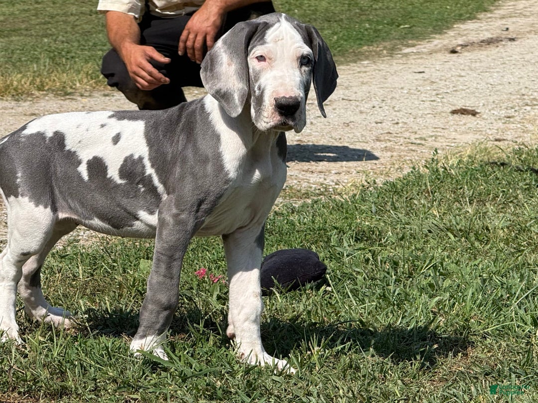 Great Dane dogs for sale: Great Dane 4 puppies - Image 17