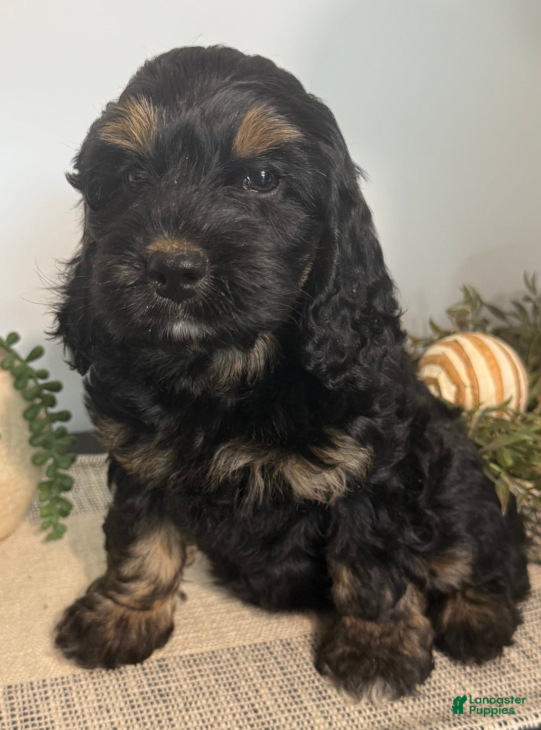 Cockapoo dogs for sale: Diva - Image 7