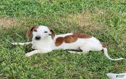 Dachshund dogs for sale: Bobo - Image 7