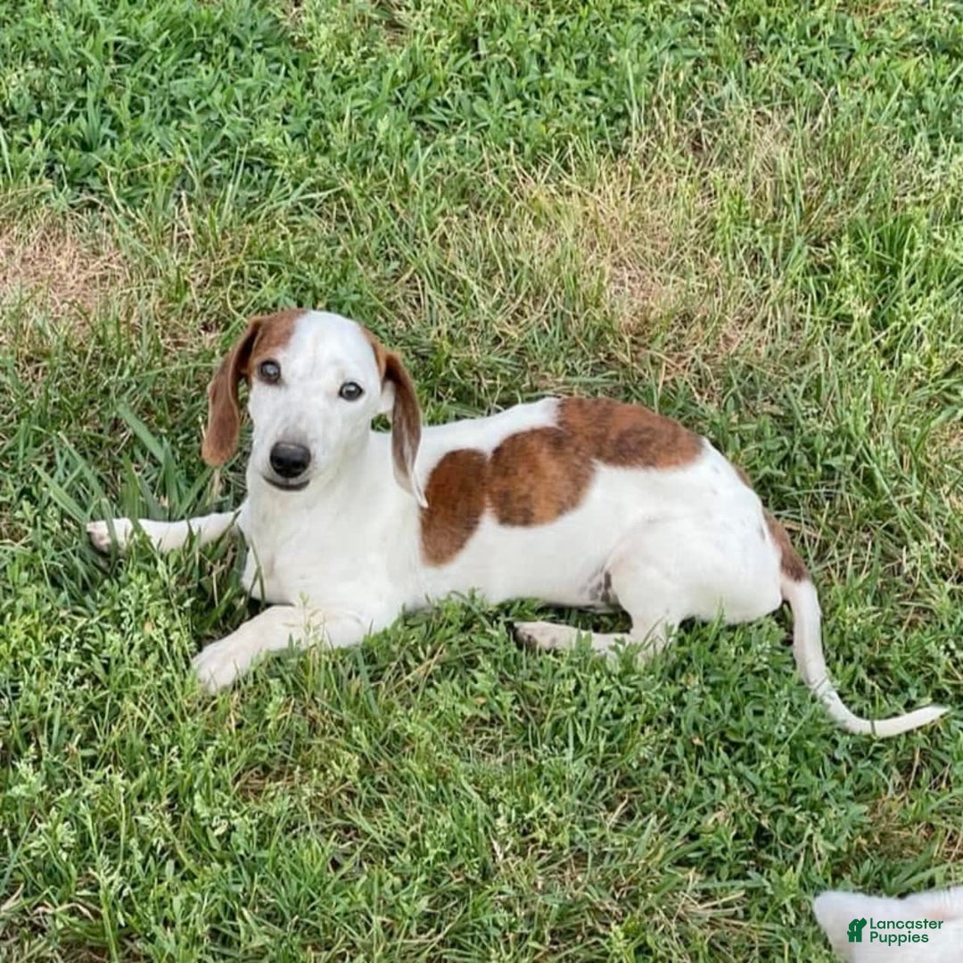 Dachshund dogs for sale: Bobo - Image 7