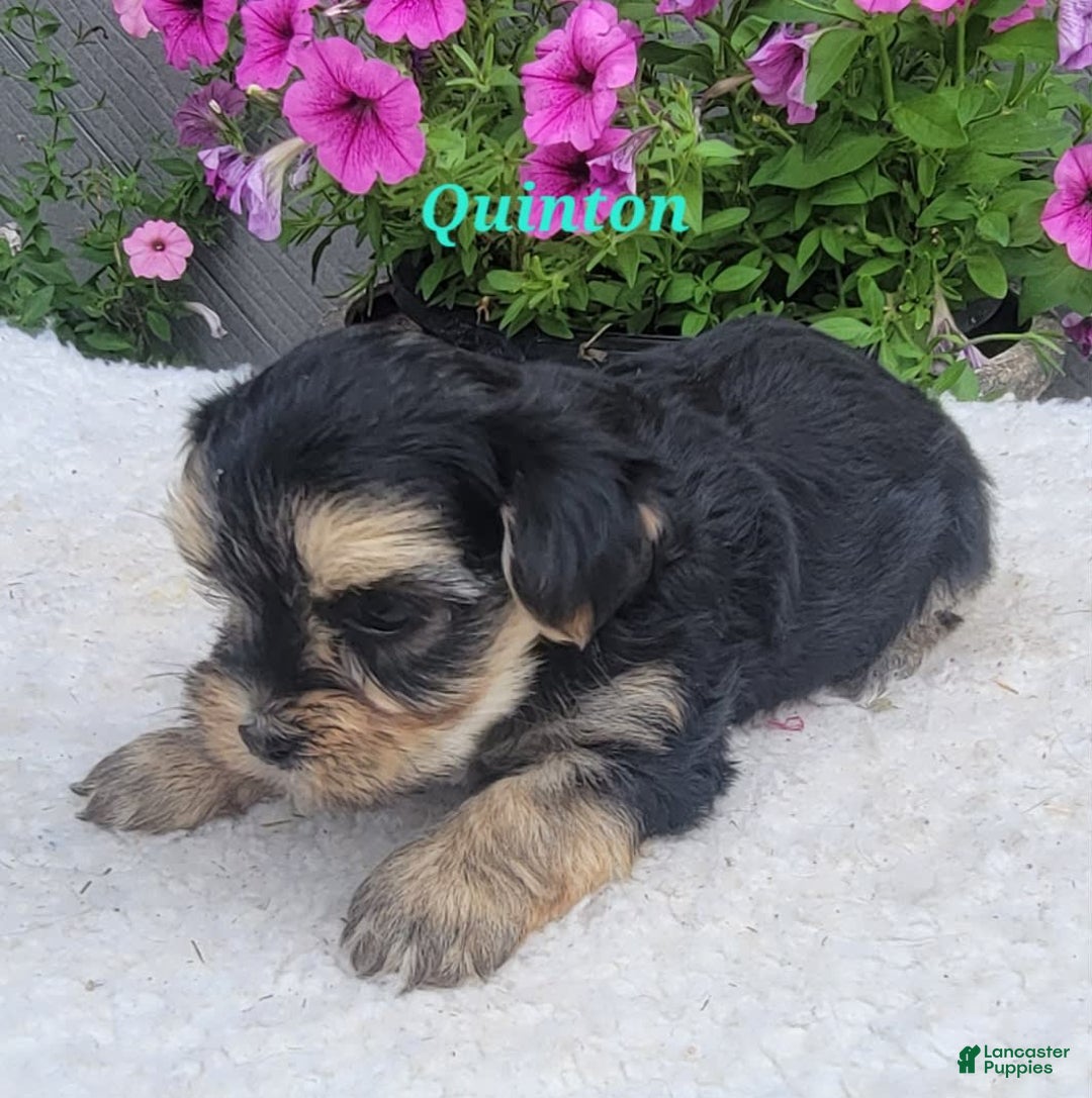 Morkie dogs for sale: Quinton - Image 9