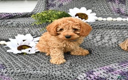 Cavapoo dogs for sale: Caramel - Image 11