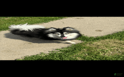 Pomsky dogs for sale: Ruger Iron Tate - Image 9
