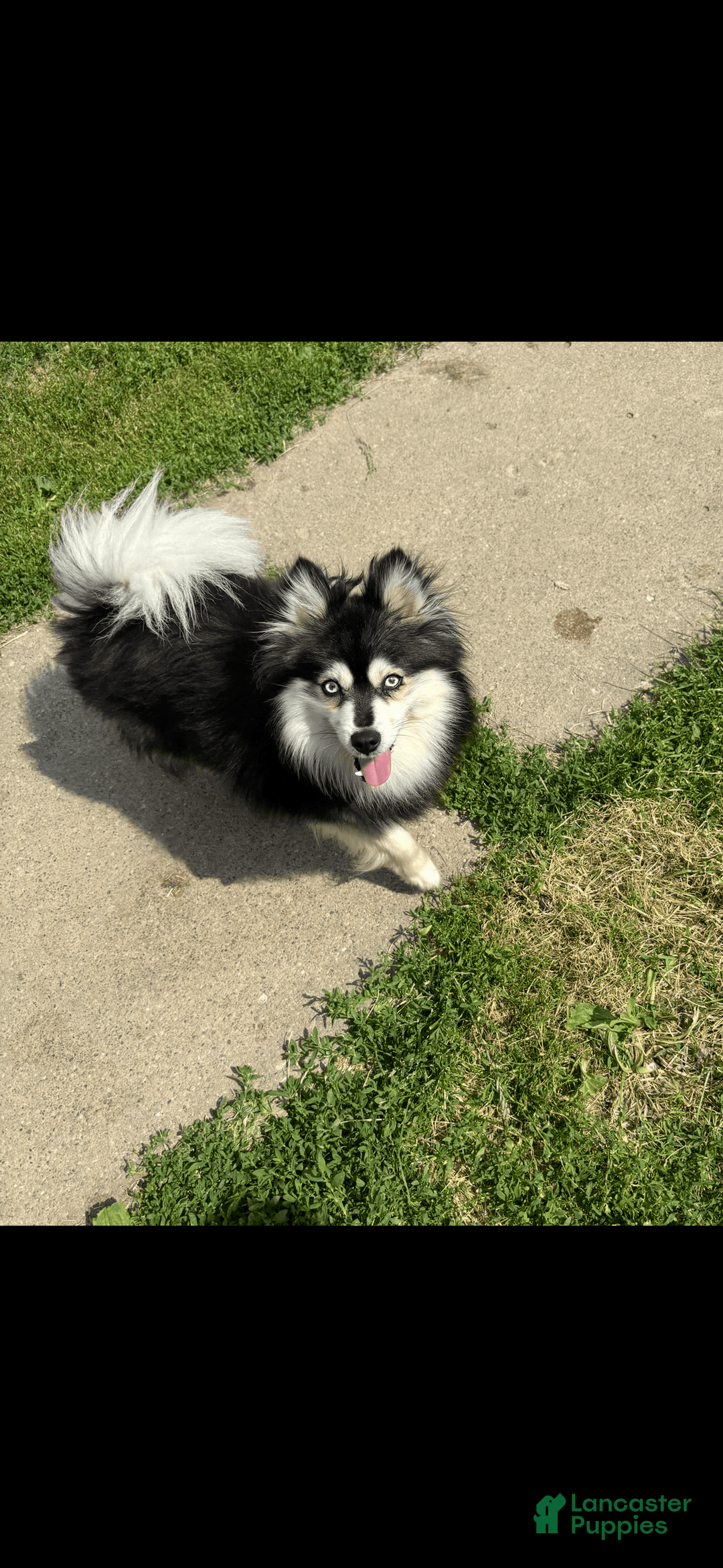 Pomsky dogs for sale: Ruger Iron Tate - Image 9