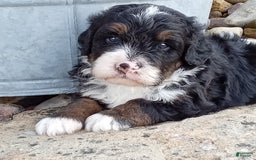 Mini Bernedoodle dogs for sale: Rambo - Image 21