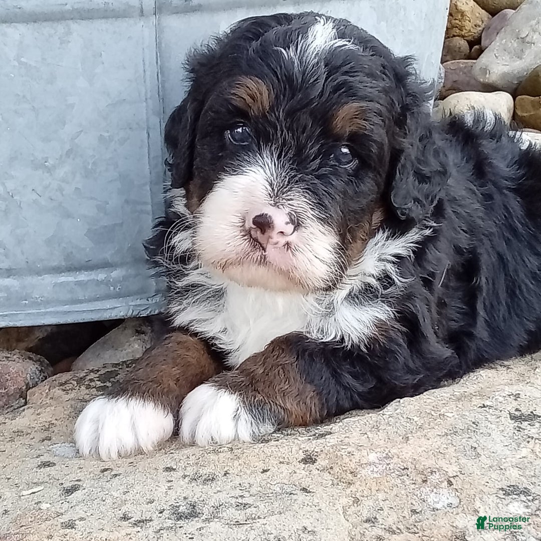 Mini Bernedoodle dogs for sale: Rambo - Image 21