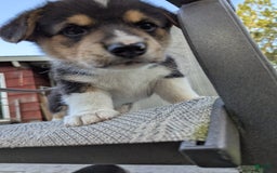 Welsh Corgi Pembroke dogs for sale: Welsh Corgi (Pembroke) 3 puppies - Image 7