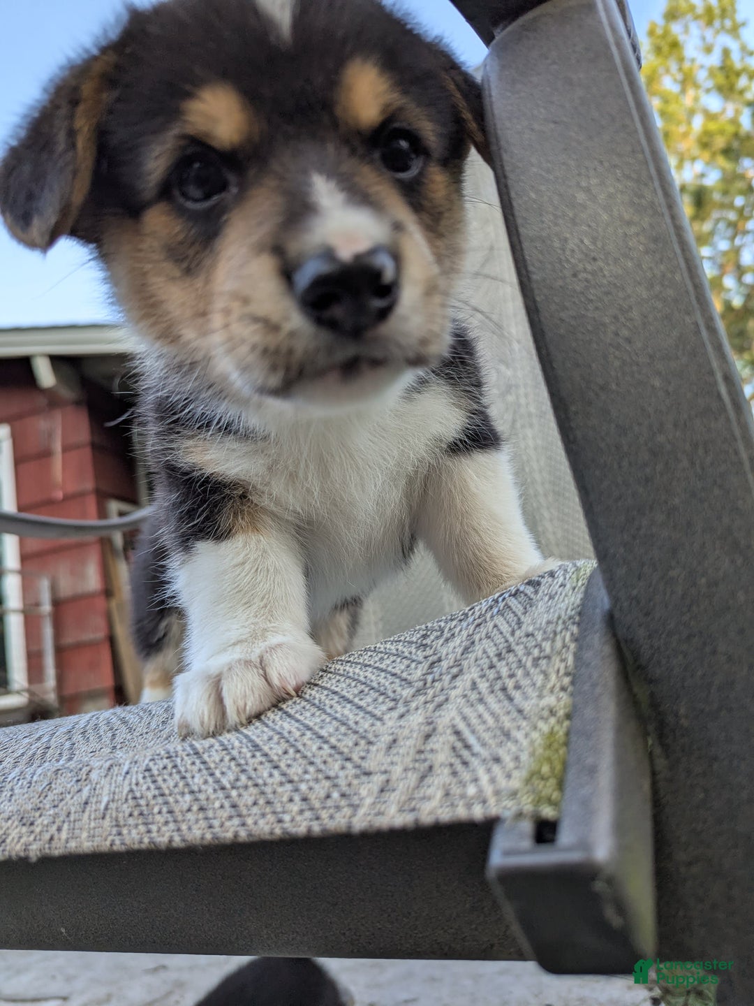 Welsh Corgi Pembroke dogs for sale: Welsh Corgi (Pembroke) 3 puppies - Image 7
