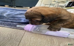 Bernedoodle dogs for sale: Baby Caramelo - Image 4