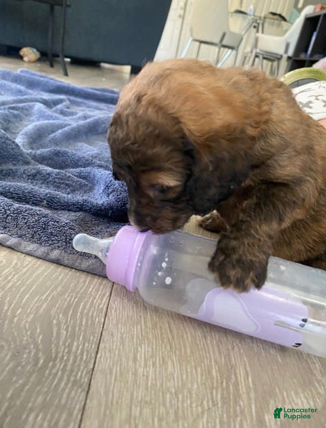 Bernedoodle dogs for sale: Baby Caramelo - Image 4
