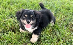 Mini Aussiedoodle dogs for sale: Baxter - Image 5