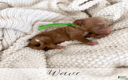Mini Goldendoodle dogs for sale: Wave - Image 3