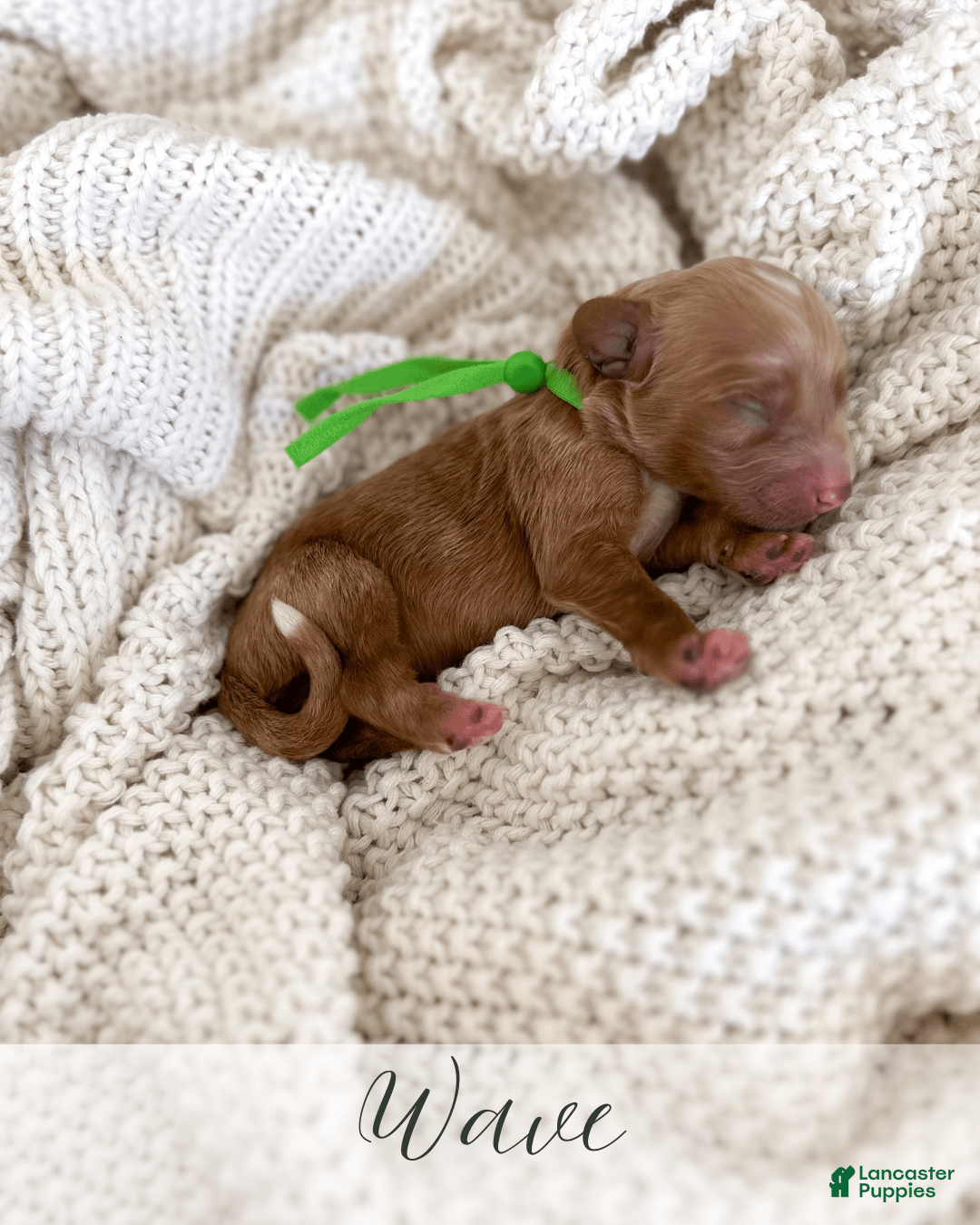 Mini Goldendoodle dogs for sale: Wave - Image 3