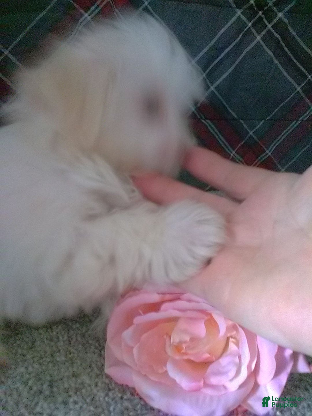 Maltese dogs for sale: Daisy - Image 4