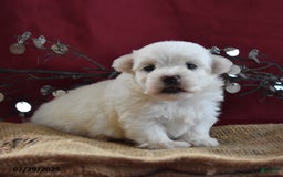 Maltese dogs for sale: Brice - Image 1