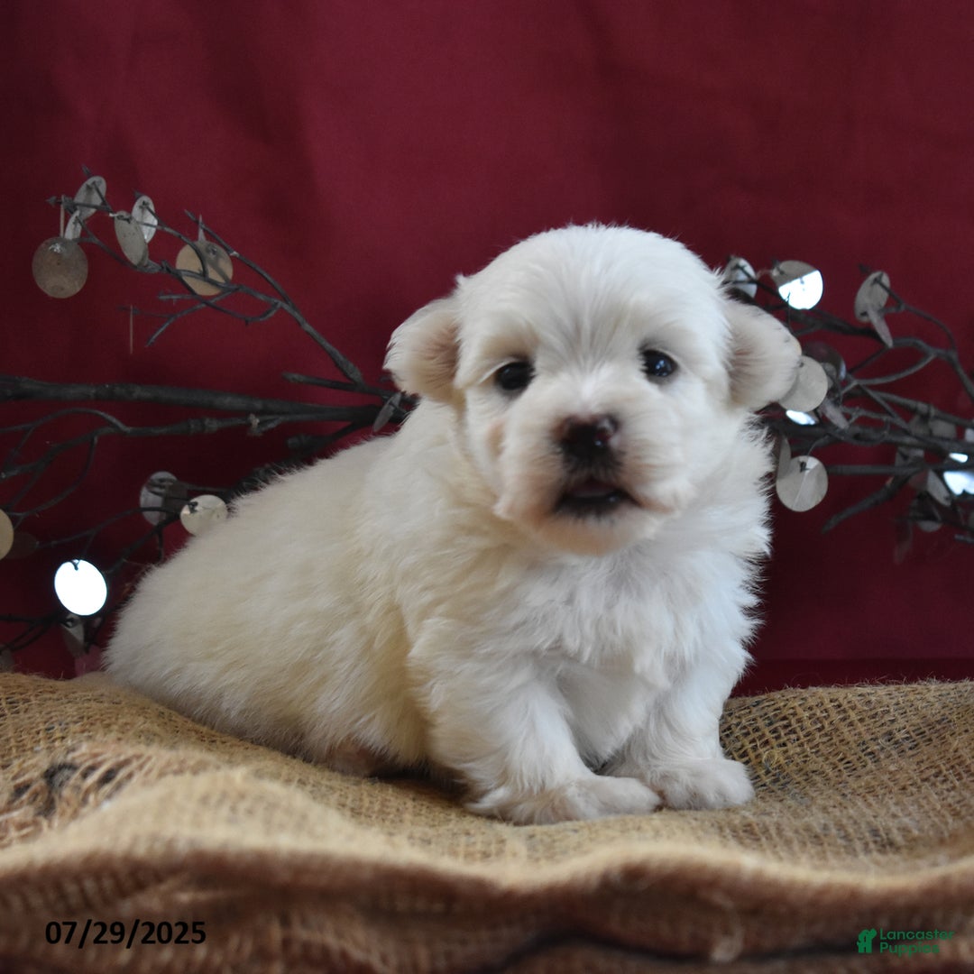 Maltese dogs for sale: Brice - Image 1