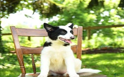Border Collie dogs for sale: Poppy - Image 2