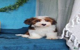 Havanese dogs for sale: Sasha - Image 4