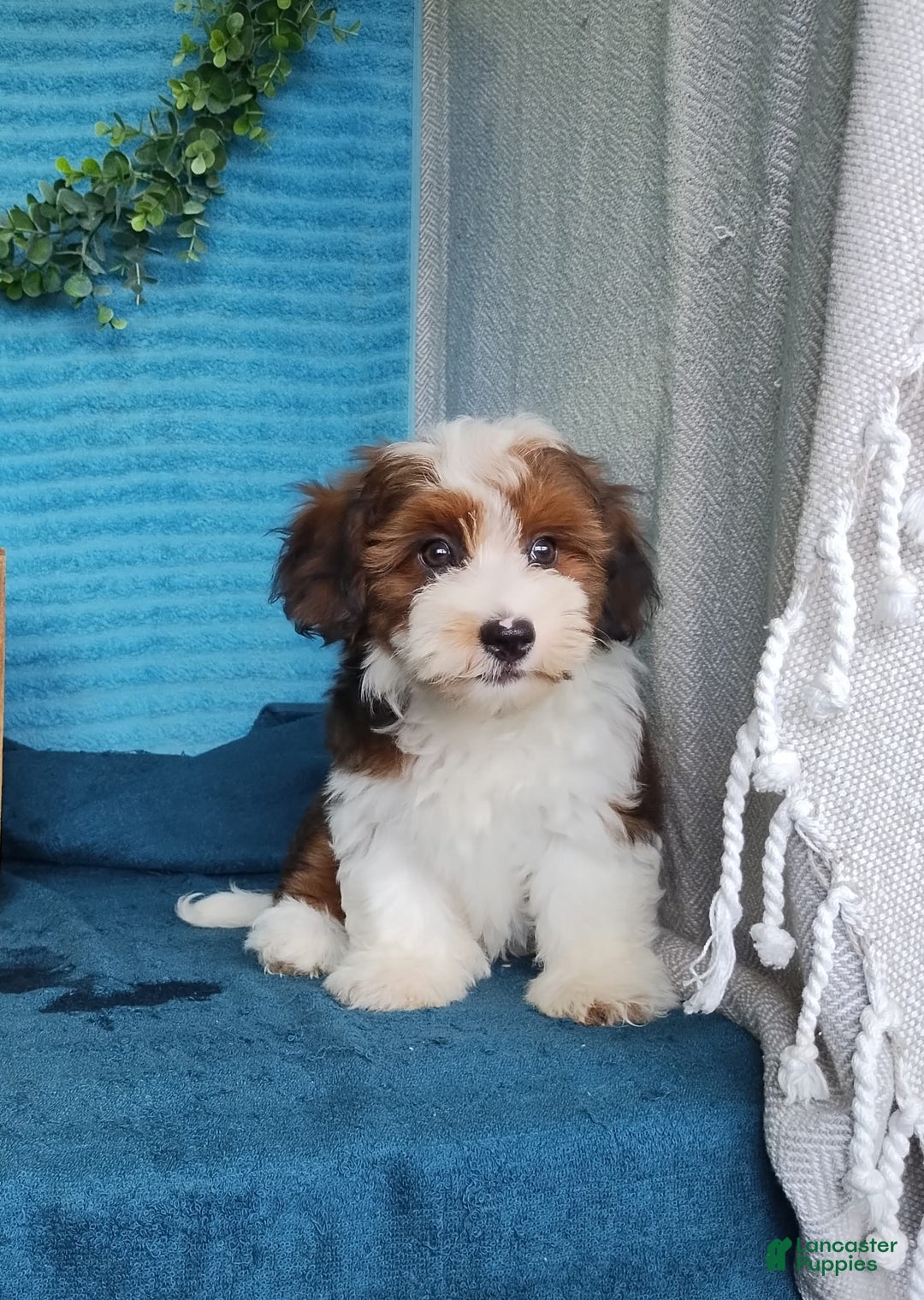 Havanese dogs for sale: Sasha - Image 4