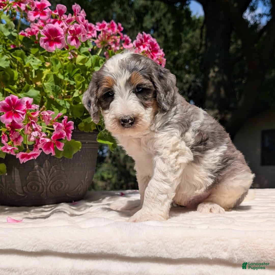 Mini Bernedoodle dogs for sale: Sammy - Image 3