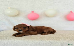 Cavapoo dogs for sale: Skye - Image 5