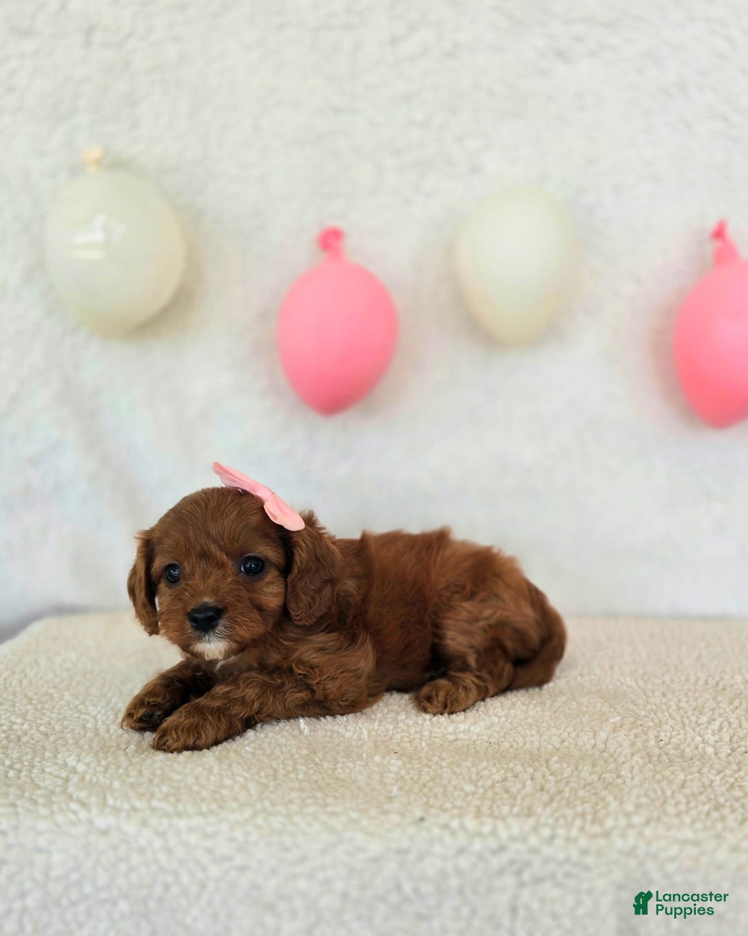 Cavapoo dogs for sale: Skye - Image 5