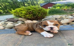 English Bulldog dogs for sale: Denver - Image 8