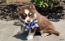 Pomsky dogs for sale: Sugar - Image 3