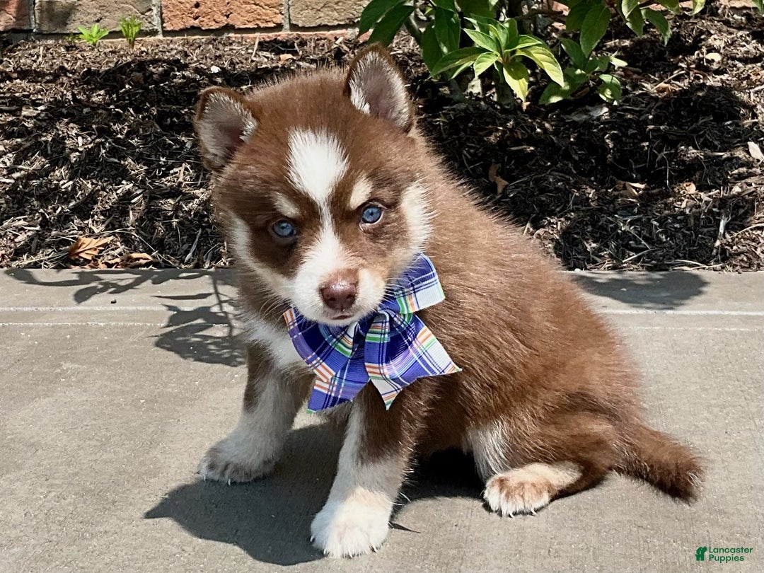 Pomsky dogs for sale: Sugar - Image 3