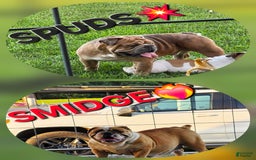 Olde English Bulldogge dogs for sale: Jimi - Image 7