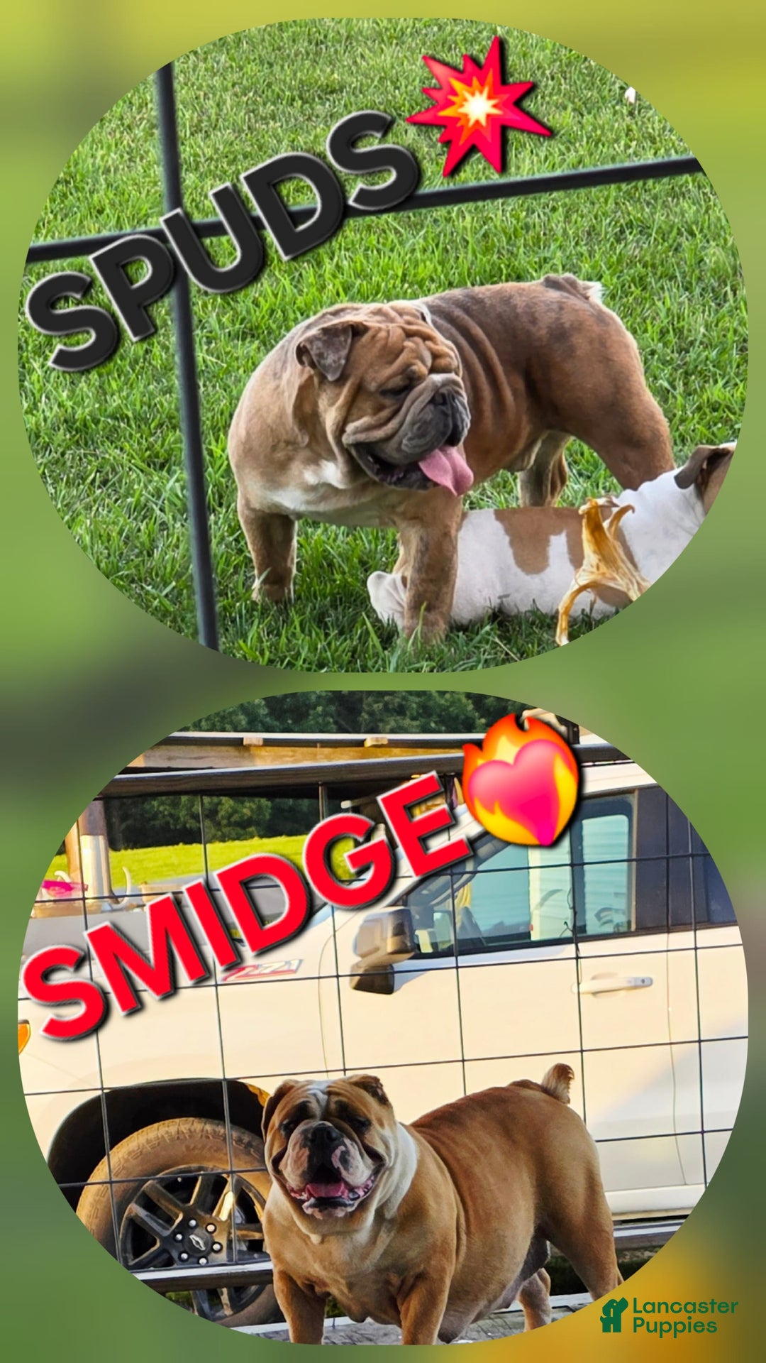 Olde English Bulldogge dogs for sale: Jimi - Image 7