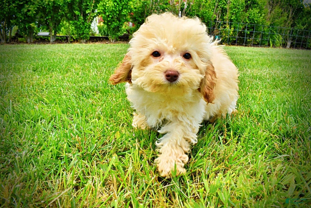 Havapoo dogs for sale: Twinkie - Image 2