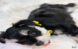 Miniature Schnauzer dogs for sale: BELLA - Image 4