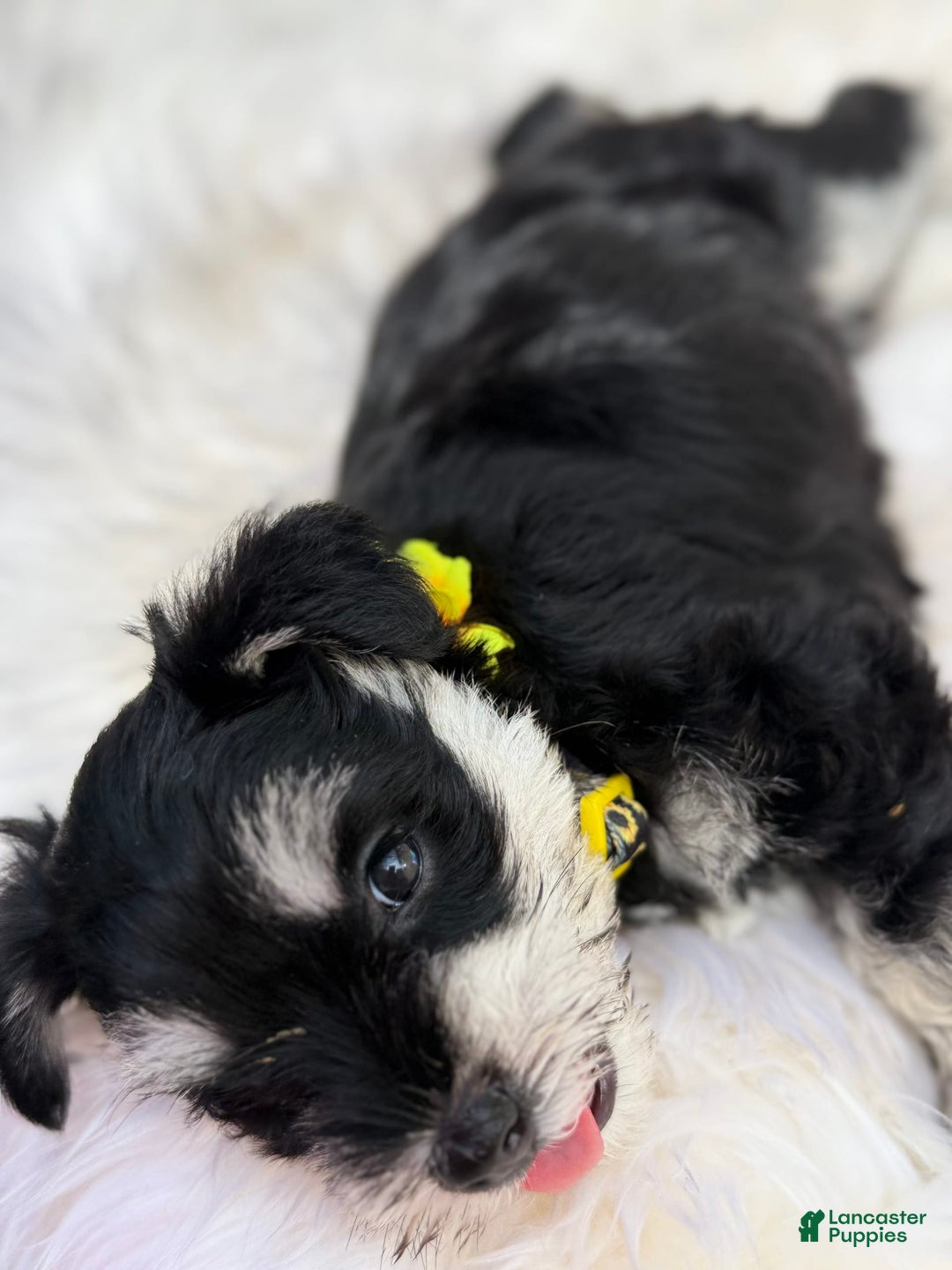 Miniature Schnauzer dogs for sale: BELLA - Image 4